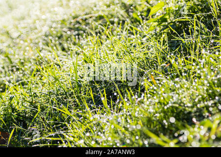 Grass with morning dew bokeh Stock Photo