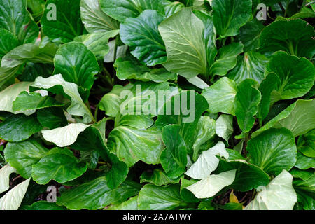 Tatsoi is an Asian variety of Brassica rapa grown for greens. Wet juicy green leaves close-up background. Stock Photo