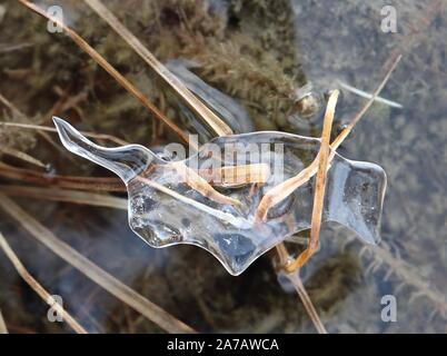 Closeup of small transparent ice sheet, accumulated around plant matter by wave action. Pure elegance! Stock Photo