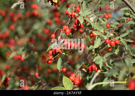 Ripe rose hips on the bushes in early autumn Stock Photo