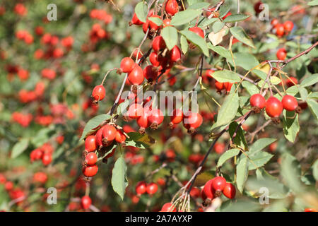 Ripe rose hips on the bushes in early autumn Stock Photo