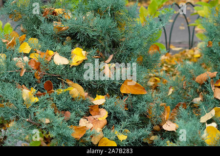 Juniper green bush in autumn park, close up. Yellow autumn leaves covered the juniper bush. Autumn season in the garden. Stock Photo