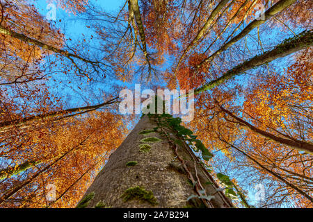 Looking upwards a tree in autumn forest Stock Photo