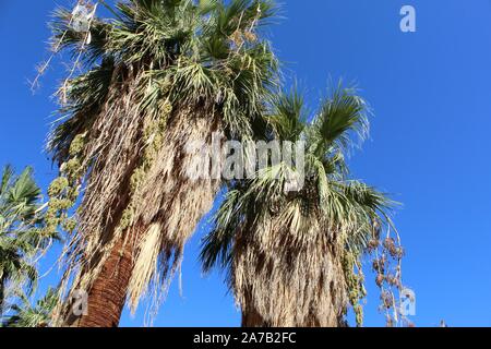 Flagship species of Palm Canyon in the Colorado Desert, commonly as California Fan Palm, and botanically recognized as Washingtonia Filifera. Stock Photo