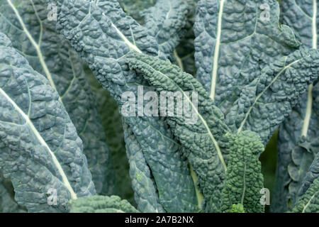 A variety of cabbage that does not head out. The leaves are wavy on the edge, round shape, green. Kale leaves closeup background. Stock Photo