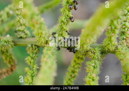 Cluster Of Ladybird Beetle On Amaranth Stalk Stock Photo