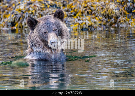 Grizzly bear swimming along the Knight Inlet shoreline during low tide, First Nations Territory, British Columbia, Canada. Stock Photo