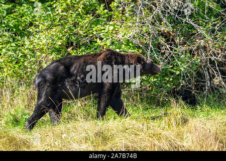 Emaciated bear walks along the river side in Thompson Sound, First Nations Territory, British Columbia, Canada. Stock Photo