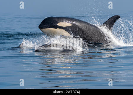 Northern resident orca (fish eating killer whale), A86 Cutter, porpoising side by side with pacific white-sided dolphins in Queen Charlotte Strait, of