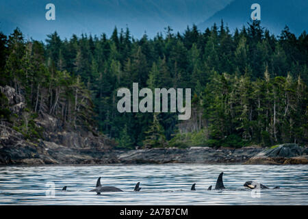 Biggs (transient killer whales) orca whales in Weynton Passage, Vancouver Island, First Nations Territory, British Columbia, Canada. Stock Photo