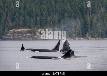 Biggs (transient killer whales) orca whales in Johnstone Strait, Vancouver Island, First Nations Territory, British Columbia, Canada. Stock Photo