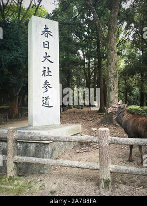 A wild ska deer in Nara park in front of a tall stone sign. Stock Photo