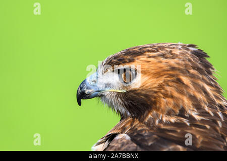 Liebenau, Germany. 26th Oct, 2019. A red-tailed buzzard looks at his surroundings on a field. With the so-called Beizjagd of the German falcon-order (DFO) in the administrative district Nienburg, falconers go into the precinct with its gripping-birds and hunt hares, rabbits and crows. Credit: Mohssen Assanimoghaddam/dpa/Alamy Live News Stock Photo