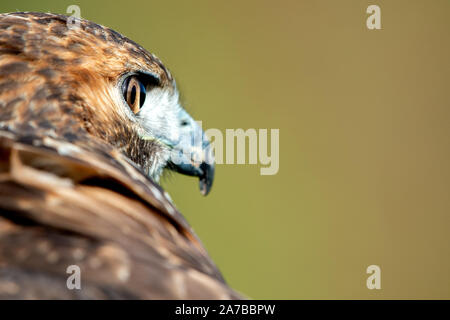 Liebenau, Germany. 26th Oct, 2019. A red-tailed buzzard looks at his surroundings on a field. With the so-called Beizjagd of the German falcon-order (DFO) in the administrative district Nienburg, falconers go into the precinct with its gripping-birds and hunt hares, rabbits and crows. Credit: Hauke-Christian Dittrich/dpa/Alamy Live News Stock Photo