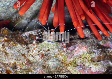 A banded coral shrimp, Stenopus hispidus, below the blunt spines of a slate pencil sea urchin,  Heterocentrotus mammillatus, Hawaii. Stock Photo