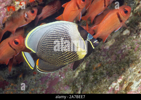 Reticulated butterflyfish, Chaetodon reticulatus, with soldierfish in the background, Hawaii. Stock Photo