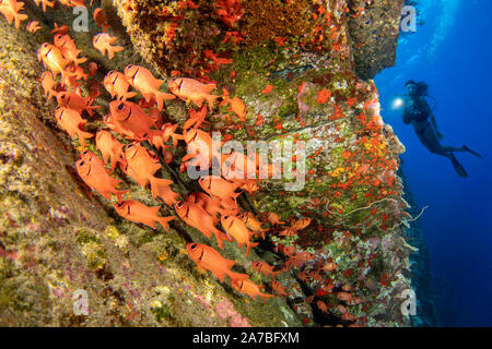 Diver (MR) and a school of shoulderbar soldierfish, Myripristis kuntee, Hawaii. Stock Photo