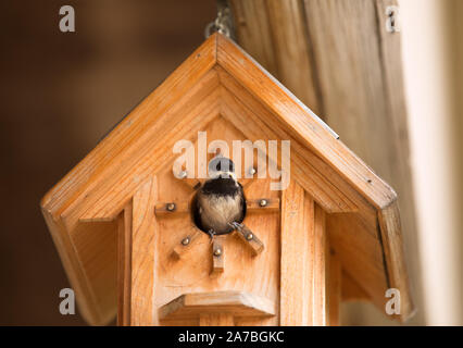 Black capped chickadee sitting in opening of bird house looking out. North American songbird Stock Photo