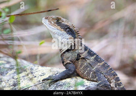 Australian Water Dragon (Intellagama lesueurii) also known as Eastern Water Dragon and formerly as Physignathus lesueurii. Stock Photo