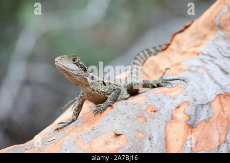 Juvenile Australian Water Dragon (Intellagama lesueurii)  basking on an angophora tree. Also known as Eastern Water Dragon and formerly as Physignathu Stock Photo
