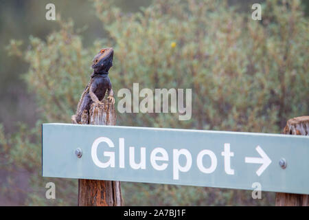 Central Bearded Dragon (Pogona vitticeps ) standing on a road sign in South Australia Stock Photo