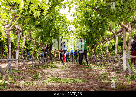 Farm workers culling and picking grapes in a large vineyard in South Africa Stock Photo