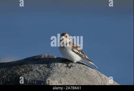 Snow bunting (Plectrophenax nivalis) standing on rock Stock Photo