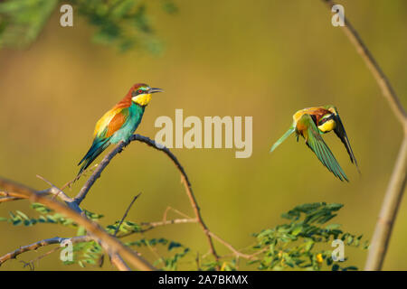 European Bee Eater, Merops apiaster Stock Photo