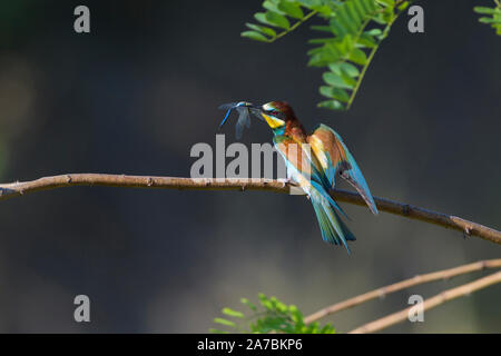 European Bee Eater, Merops apiaster Stock Photo