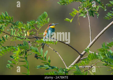 European Bee Eater, Merops apiaster Stock Photo