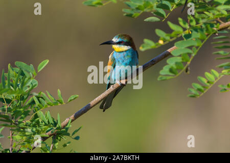 European Bee Eater, Merops apiaster Stock Photo