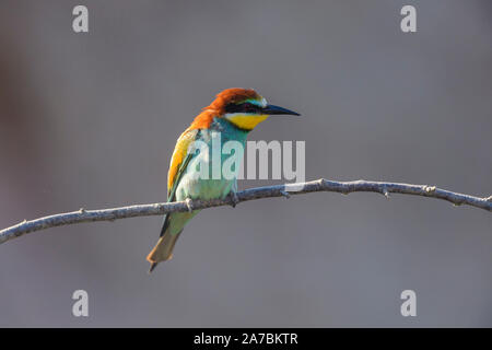 European Bee Eater, Merops apiaster Stock Photo