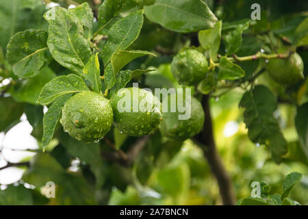 Ripening fruits lemon tree close up. Fresh green lemon limes with water drops hanging on tree branch in organic garden Stock Photo