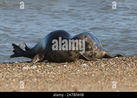 Two funny Grey Seals, Halichoerus grypus, play fighting on the shoreline during breeding season. Stock Photo