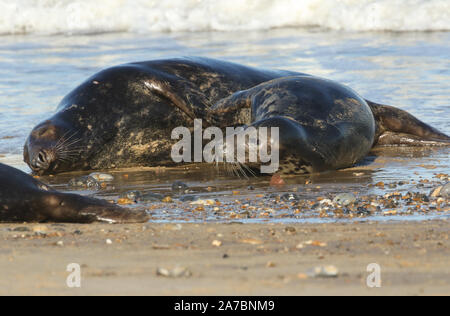 Two funny Grey Seals, Halichoerus grypus, play fighting on the shoreline during breeding season. Stock Photo