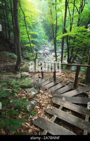 Stairs into the forest. Nature composition. Stock Photo