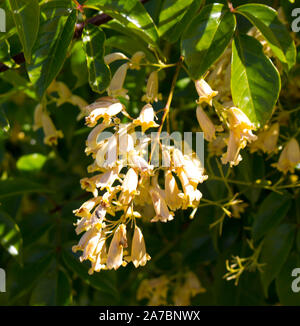 Lovely creamy flowers of Australian wildflower Pandorea pandorana, the Wonga Wonga Vine, a species of woody climbing vine in the family Bignoniaceae . Stock Photo