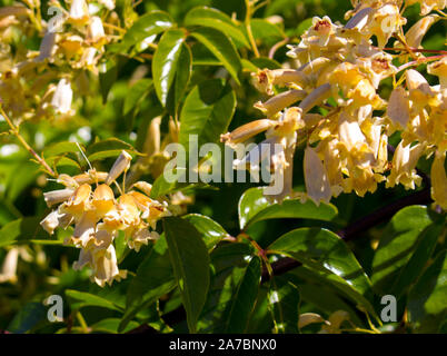 Lovely creamy flowers of Australian wildflower Pandorea pandorana, the Wonga Wonga Vine, a species of woody climbing vine in the family Bignoniaceae . Stock Photo