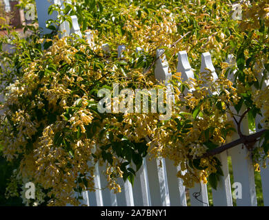 Lovely creamy flowers of Australian wildflower Pandorea pandorana, the Wonga Wonga Vine, a species of woody climbing vine in the family Bignoniaceae . Stock Photo