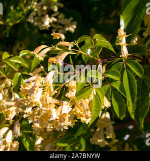 Lovely creamy flowers of Australian wildflower Pandorea pandorana, the Wonga Wonga Vine, a species of woody climbing vine in the family Bignoniaceae . Stock Photo