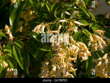 Lovely creamy flowers of Australian wildflower Pandorea pandorana, the Wonga Wonga Vine, a species of woody climbing vine in the family Bignoniaceae . Stock Photo