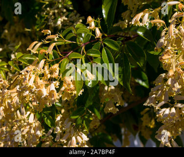 Lovely creamy flowers of Australian wildflower Pandorea pandorana, the Wonga Wonga Vine, a species of woody climbing vine in the family Bignoniaceae . Stock Photo