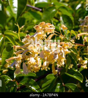 Lovely creamy flowers of Australian wildflower Pandorea pandorana, the Wonga Wonga Vine, a species of woody climbing vine in the family Bignoniaceae . Stock Photo