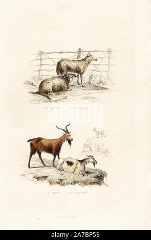 Male and female sheep, Ovis aries, and male and female goat, Capra aegagrus hircus. Handcoloured engraving on steel by Beyer after a drawing by Janet Lange from Richard's 'New Edition of the Complete Works of Buffon,' Pourrat Freres, Paris, 1837. Stock Photo