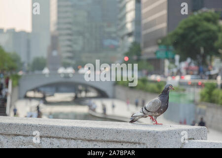 A  pigeon on one of the 22 bridges through 6.8 mile Cheonggyecheon stream  runs through downtown Seoul and finally to Han River, Seoul, South Korea. Stock Photo