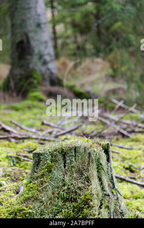 Old moss covered and rotten tree stump in a coniferous forest Stock Photo