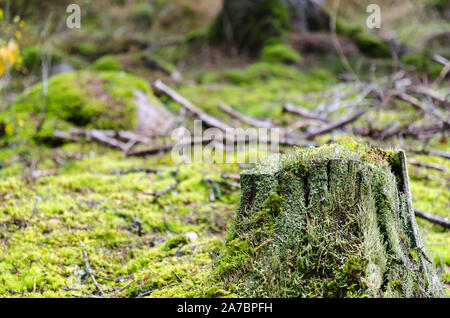 Old weathered moss grown tree stump on a mossy ground in a coniferous forest Stock Photo