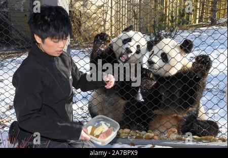 (191101) -- BEIJING, Nov. 1, 2019 (Xinhua) -- A keeper feeds panda cubs Jia Panpan and Jia Yueyue in the Calgary Zoo, Canada, Oct. 30, 2019. Panda cubs Jia Panpan and Jia Yueyue in Canada's Calgary Zoo will be moving to the Giant Panda Research Base in Chengdu, capital of China's southwestern Sichuan Province, in early 2020, according to the Calgary Zoo.   Jia Panpan, a male, and Jia Yueyue, a female, came to Calgary city in March 2018, and they are now almost 4 years old.     The panda twins are leaving Calgary as the term of their loan agreement between Canada and China has come to an end. ( Stock Photo