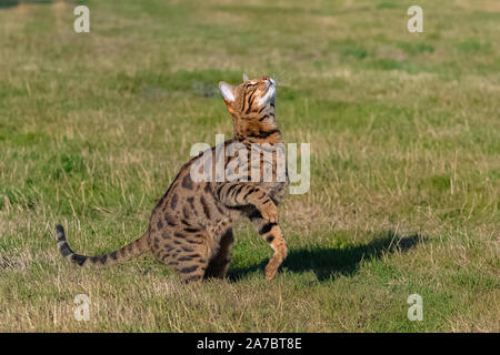 Bengal cat jumping in the garden, beautiful pet trying to catch something Stock Photo