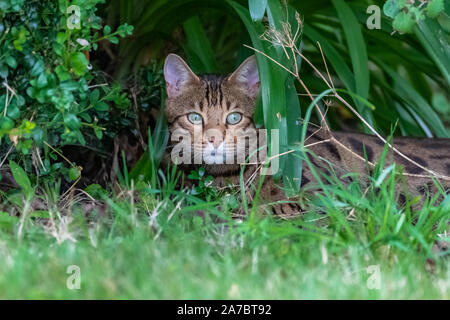Bengal cat hiding in the garden under plants, beautiful portrait of a pet Stock Photo